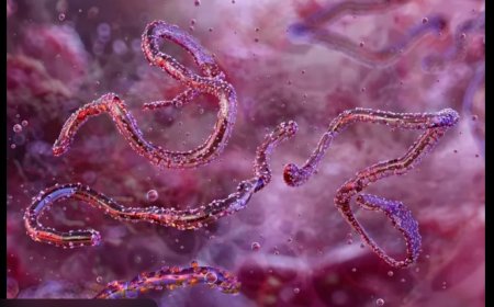 Análisis profundo: ¿Por qué este brote de Marburgo preocupa a las autoridades y qué podría ocurrir?