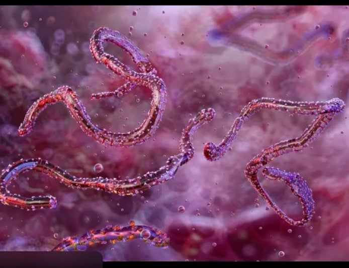 Análisis profundo: ¿Por qué este brote de Marburgo preocupa a las autoridades y qué podría ocurrir?